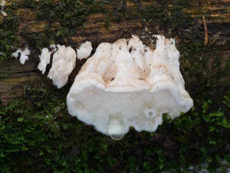 Oligoporus undosus